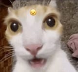 catshock4