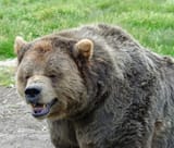 BearLaughing1
