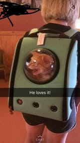 cat-in-a-backpack-824901932