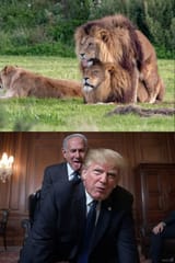 gay lions