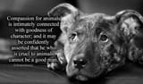 compassion_for_animals