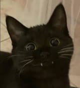 Kotvoidsmile