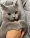whore cat_thumb.jpg