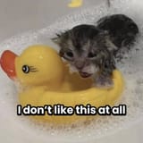 catbath