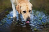 heres-why-dogs-shouldnt-drink-form-puddles