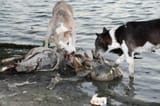 Dogs-eating-corpses-near-ganges