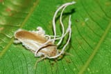 cordyceps-fungi-growing-forest-cockroach-jaisal-singh-bhati-1724739595494