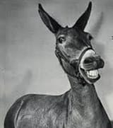 mule