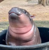 bitesmug