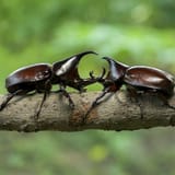 hercules-beetles