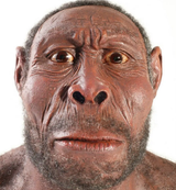 habilis