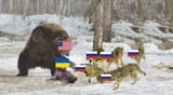 america_bear_defending_ukrainian_nato_candidate