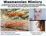wasmannian mimicry - jews and christians
