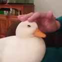 1750221825585373_thumb.jpg