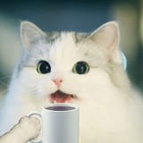 NIGGERKOTCOVFEFE