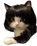 Kottotesadorb