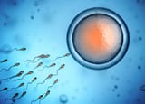 egg_and_sperm_drawing-cb618e1083e344d5b092774ab080043b