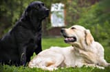 black-dog-white-dog-green-grass-1657502-2199629969