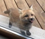 foxy