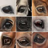 horse_eyes