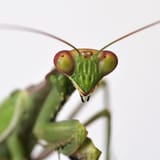 praying-mantis-eyes_square
