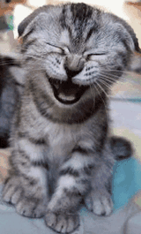 kittylaugh