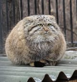 a-very-spherical-manul-v0-gpl4jpci7ofa1-932951609
