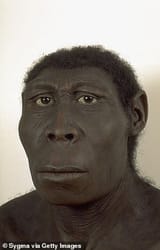 homo erectus