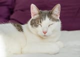 asiancat