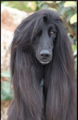 furdo