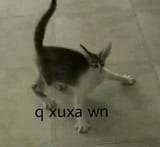 qxuxa