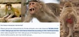 Rhesus Monkey Matriarchy 2
