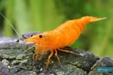 Neocaridina-davidi-orange-Sakura