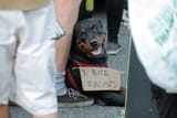 dog-&#039;i-bite-racists&#039;-sign-440nw-10672783bk