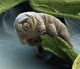 01-tardigrades-sciencesource_ss2437867_jpg