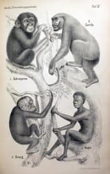 haeckel_afrucabs_and_apes_copy.jpg(mediaclass-portrait-large.88f7636fba7a77601a1d39407ef2e0585a37698d)