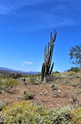 landscape-view-maricopa-county-rio-verde-arizona-desert-cactus-located-183974283