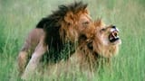 gay-lions
