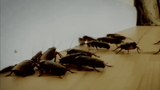 Roaches