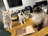 cat diversity