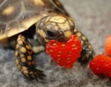 turtle heart