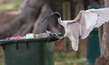 Vulture