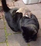 cat-with-possum