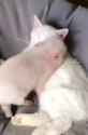 pigZ_attack_thumb.jpg
