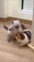 fluffball_kombat__thumb.jpg
