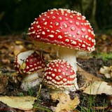 sh-amanita