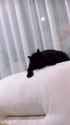 black_aggression_kot__thumb.jpg