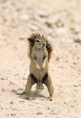 Nuts