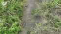 Putin, we don’t aim to capture Sumy region 20-06-2025 Meanwhile in the Sumy region. HD_thumb.jpg