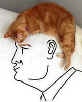 Cat Donald